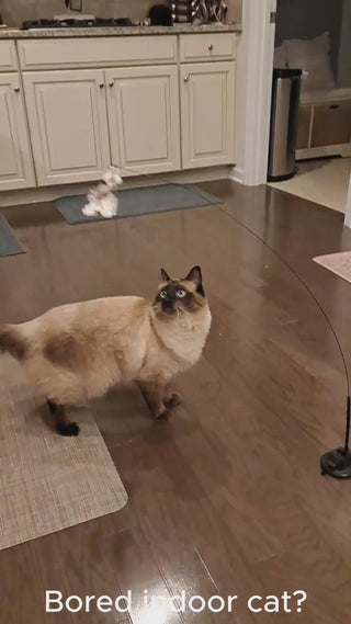 cat teaser wand